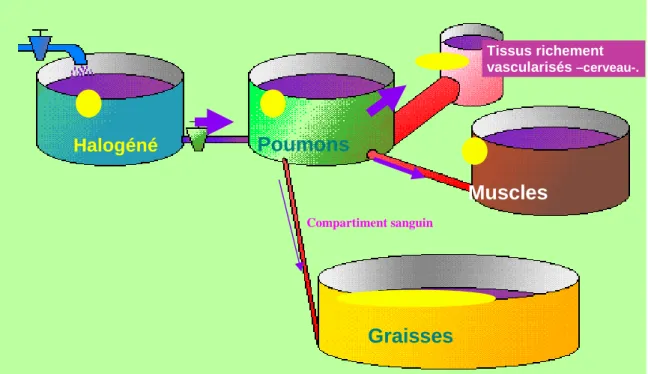 Fig. 3 : PHARMACOCINETIQUE DES HALOGENES