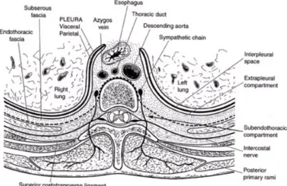 Figure 1.  Anatomie de l’espace paravertébral thoracique (d’après [2]).