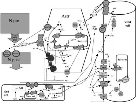 Fig. 5 – Représentation schématique des principaux mécanismes responsables de la relaxation