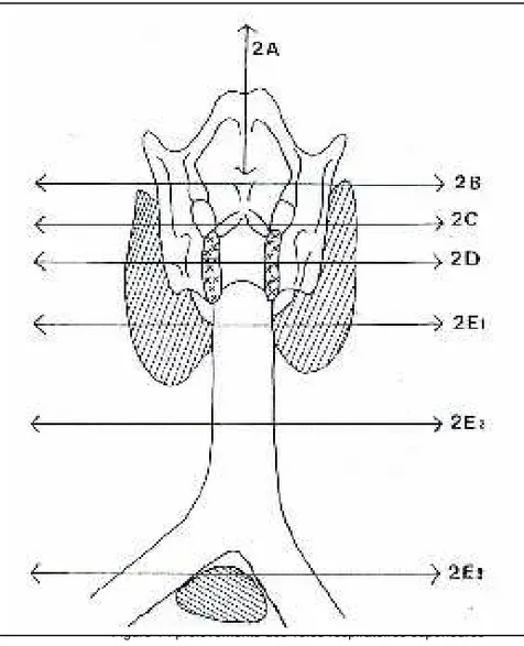 Figure 1 : prélèvements des voies respiratoires supérieures 