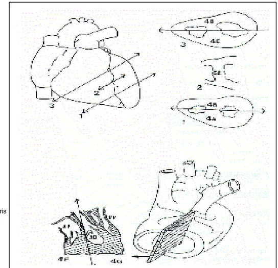 Figure 2 : prélèvement du cœur 