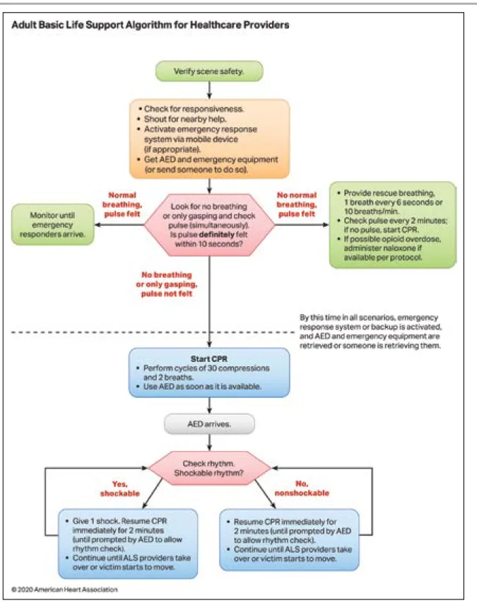 Figure 2.  Adult BLS Algorithm for Healthcare Providers.