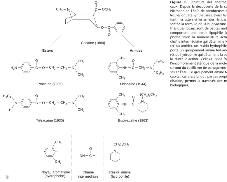 Figure 1. Structure des anesthésiques lo- lo-caux. Depuis la découverte de la cocaïne par Niemann en 1860, de nombreuses autres  mo-lécules ont été synthétisées