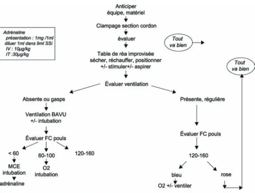Figure 2.  Algorithme de réanimation du nouveau-né.