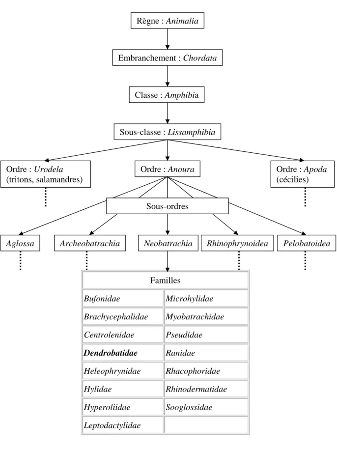 Fig. 4 : Classification des Dendrobatidae (19) 