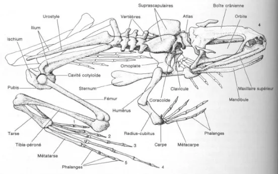 Fig. 9 : Coupe de peau de grenouille (19 modifié) Fig. 8: Squelette d’anoure (19 modifié) 