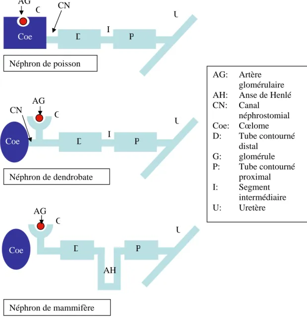 Fig. 10: Comparaison schématique des néphrons de dendrobate, de poisson et de  mammifères (19, modifié) D PCoe AG G UI CN Néphron de poisson AG Coe DPCN GI  UNéphron de dendrobate Néphron de mammifère AG DPG UCoe AH 