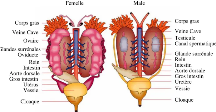 Fig. 12: Comparaison des appareils uro-génitaux male et femelle (stade adulte)  (19, modifié) 
