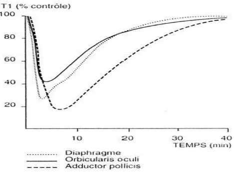 Figure 3 : Evolution de la curarisation Donati F. Anesthesiology 1990 (6).  
