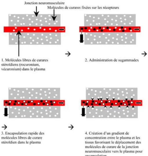 Figure 9 : Neutralisation et récupération des molécules de curare déjà fixées sur les récepteurs  postsynaptiques, Raft et al