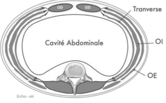 Figure 2.- Modélisation de la paroi musculaire de l’abdomen 