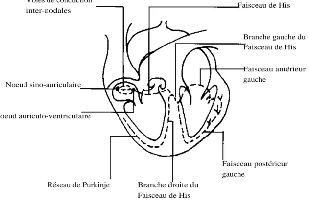 Figure 2 - Voies de conduction intracardiaques