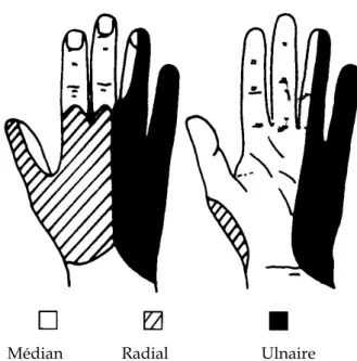 Figure 2 -  Innervation normale