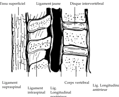 Figure 1 - Section au niveau lombaire pour montrer les ligaments