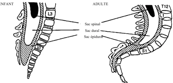 Figure 2 - Différences liées à l’âge dans l’anatomie de la moelle épinière et du sac dural