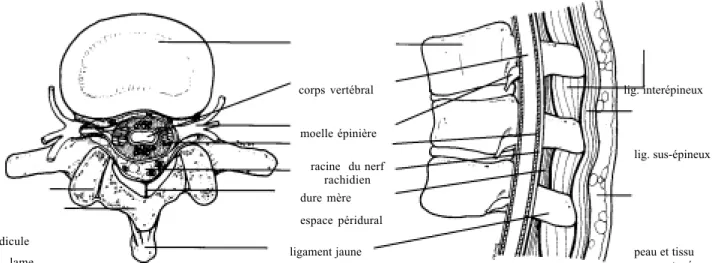 Figure 1. Anatomie de la colonne vertébrale