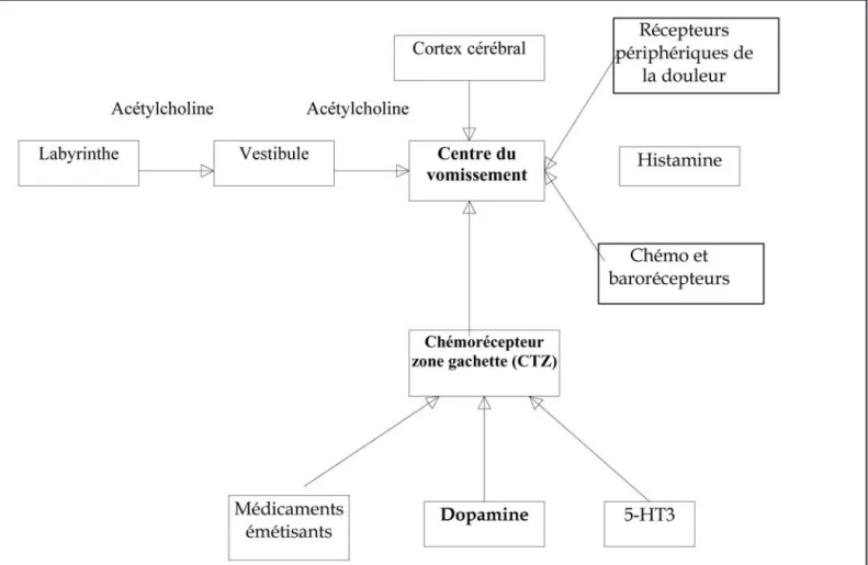 Figure 1 : Anatomie et physiologie du centre du vomissement et de la zone gachette