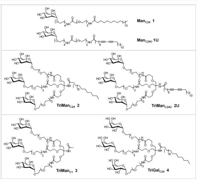 Figure 1. Structure of conjugates.