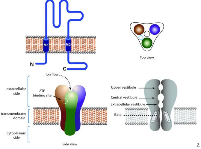 Figure  3.  A  schematic  view  of  trimeric  LGIC  (P2X  receptor).  Top  left:  Topology  of  the  receptor