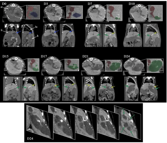 Figure 2.  Longitudinal study of the tumor growth in liver of nude mouse (for a representative mouse M1) after 