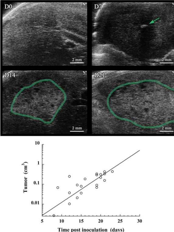 Figure 7.  Ultrasound imaging performed on a population of mice (n = 10) on which was performed 