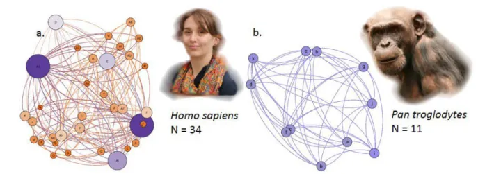 Figure 2  : Représentations  d’un réseau social chez deux espèces, a) l’être humain  (Homo 