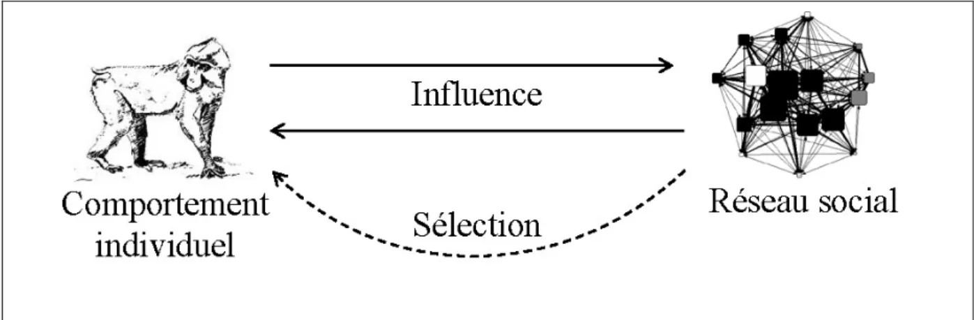 Figure 3 : Relation schématique entre le comportement individuel et le réseau social. Les traits  pleins indiquent les influences relatives du comportement individuel et du réseau social