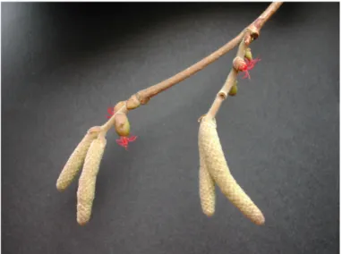 Figure 1 : Fleurs femelles (rose) et mâles (chatons) de noisetier 