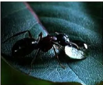 Figure 1 : Microcosmos : le peuple de l’herbe, Claude Nuridsany (1996)