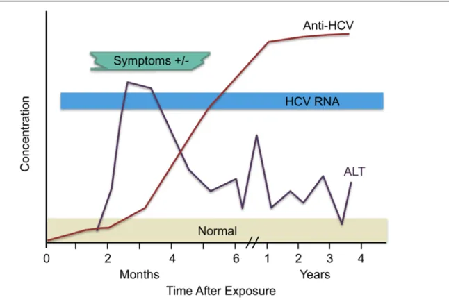 Figure  3.  Les  marqueurs  du  laboratoire  durant  une  infection  aigue  du  HCV.  L’ARN  viral  est  détectable très tot après l’infection par le virus suivie par une augmentation du taux d’ALT et enfin  vers les 4 à 6 mois qui suivent l’infection les 