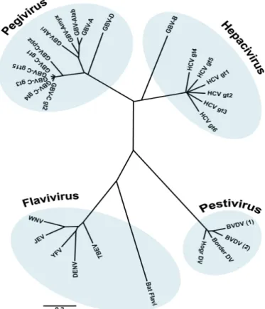 Figure  6.  Arbre  phylogénétique  des  membres  de  la  famille  des  Flaviviridae.  La  famille  des  Flaviviridae  est  divisée  en  quatre  genres