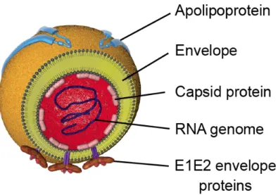 Figure  8.  La  particule  virale  du  HCV.  Les  particules  virales  sont  constituées  d'une  nucléocapside  contenant l'ARN viral entouré par une enveloppe lipidique dérivée de la cellule hôte dans laquelle les  glycoprotéines d'enveloppe E1 et E2 sont
