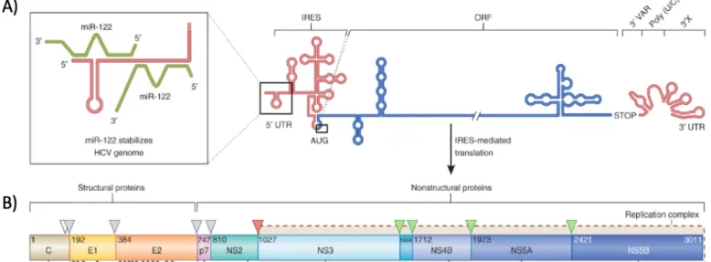Figure 9. Représentation schématique du génome et de la polyprotéine du HCV. A) Les régions  5’  et  3’  NTRs  avec  leurs  structures  secondaires  sont  présentées