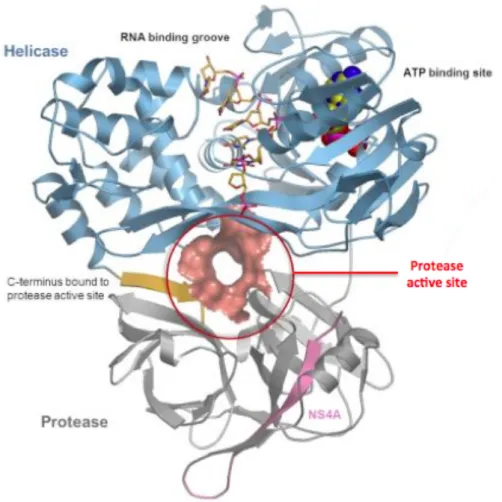Figure 14. Structure cristallographique de la protéase/hélicase NS3/4A. Le domaine protéase est  présenté en gris, le domaine hélicase en bleu et la protein NS4A est montrée en rose (D’après  Saalau-Bethell et al., 2012)