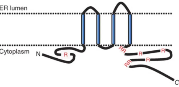 Figure 15. Représentation schématique des domaines transmembranaires et intracellulaires de  NS4B