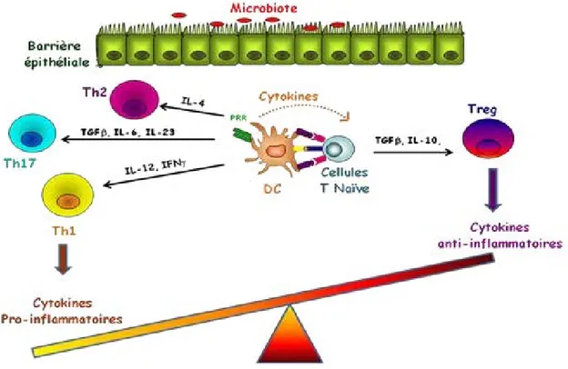 Figure  9: Déséquilibre de la production des cytokines anti-inflammatoires et pro- pro-inflammatoires chez les patients atteints de MICI 