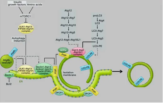 Figure 11: les protéines clés impliquées dans la voie de l'autophagie (d’après Mizushima et 
