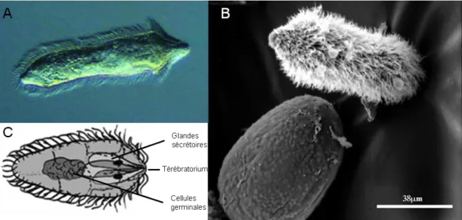 Figure 5 : Miracidium.  A : Photographie d’un miracidium en train de nager, B : Observation au microscope Electronique à balayage,  C : Représentation schématique d’un miracidium en coupe