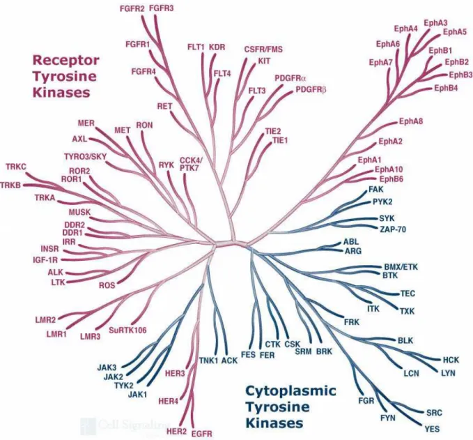 Figure  13 :  Représentation  de  l’ensemble  des  protéines  tyrosine  kinases  connues  à  ce  jour  chez  l’homme 