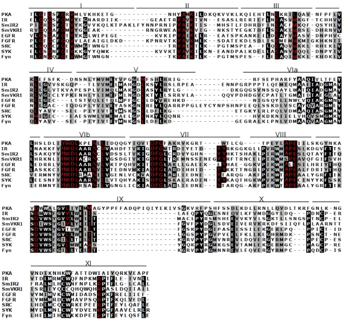 Figure 14: Alignement multiple de 9 domaines kinases représentatifs de différents membres des RTKs et  CTKs et de la PKA