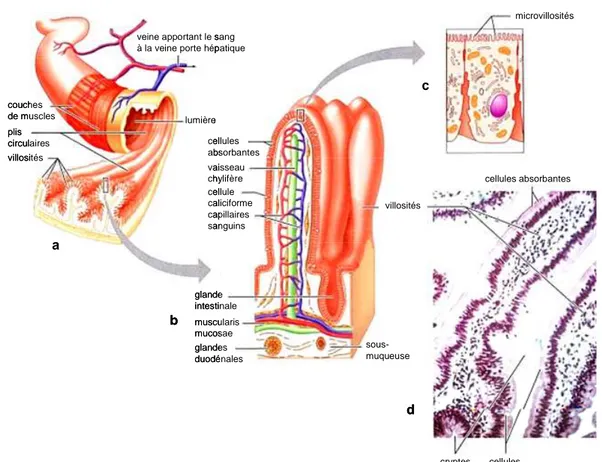 Figure 1 :  Anatomie de l’intestin.  