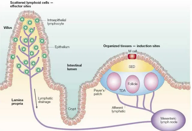 Figure  2 :   Représentation  schématique  du  système  lymphoïde  associé  à  la  muqueuse  intestinale