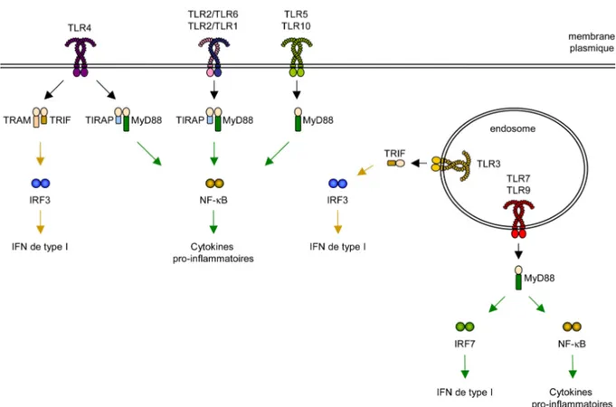 Figure 3 :  Les adaptateurs et voies de signalisation utilisés par les TLR.  
