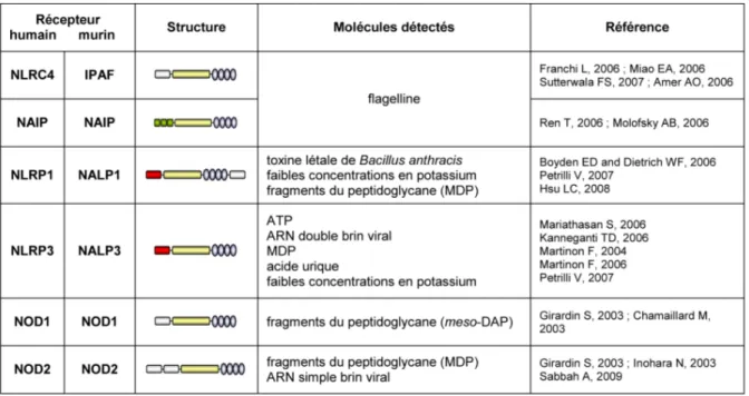 Tableau 2 :  Structure et principaux agonistes des NLR. 