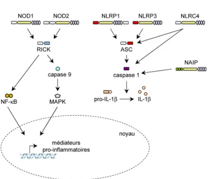 Figure  4 : Les  principales  voies  de signalisation des NLR. 