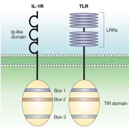 Figure  3.  Figure  représentant  la  structure  des TLR en comparaison  avec  celle  des  IL-1R