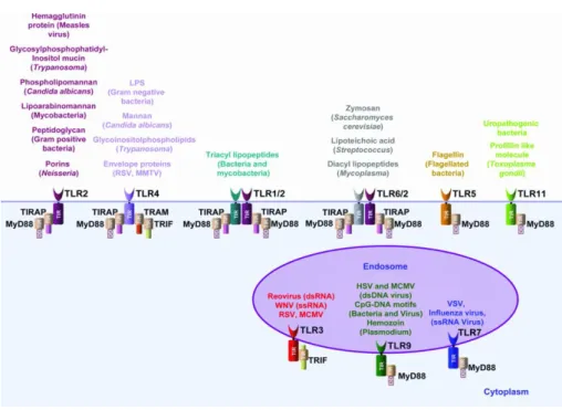 Figure 4. Les récepteurs TLR. Les différents types de récepteurs TLR avec leur localisation dans la cellule, les 