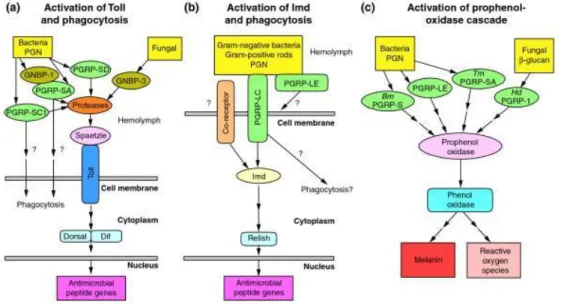 Figure  11.  Fonctions  des  PGRP  d’insectes.  Différentes  voies  métaboliques  déclenchées  par  les  PGRP 