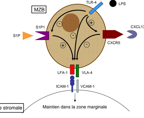 Figure 3 : Molécules impliquées dans le maintien des MZB dans la zone marginale 