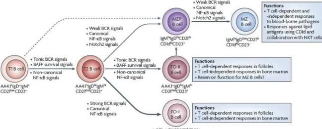 Figure 4 : Développement des MZB (D’après (Pillai and Cariappa 2009)) 